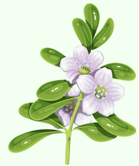 Brahmi